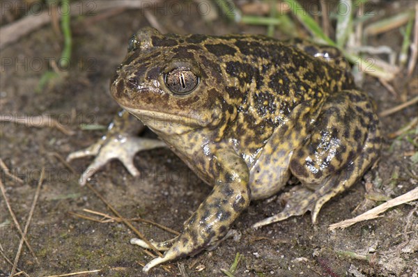 Western Spadefoot (Pelobates cultripes)