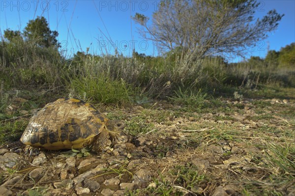 Hermann's Tortoise (Testudo hermanni)