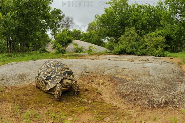 Leopard Tortoise (Stigmochelys pardalis)