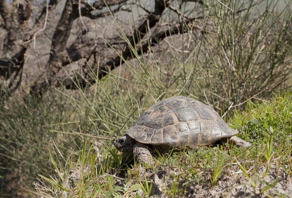 Spur-thighed Tortoise (Testudo graeca)