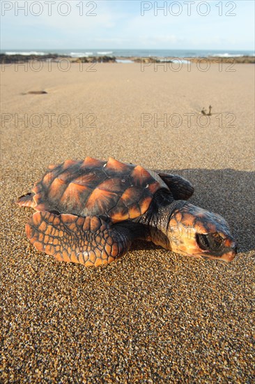 Loggerhead Turtle (Caretta caretta)