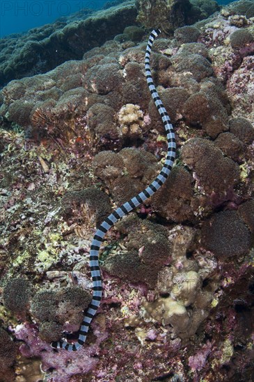 Banded Sea Krait (Laticauda colubrina)