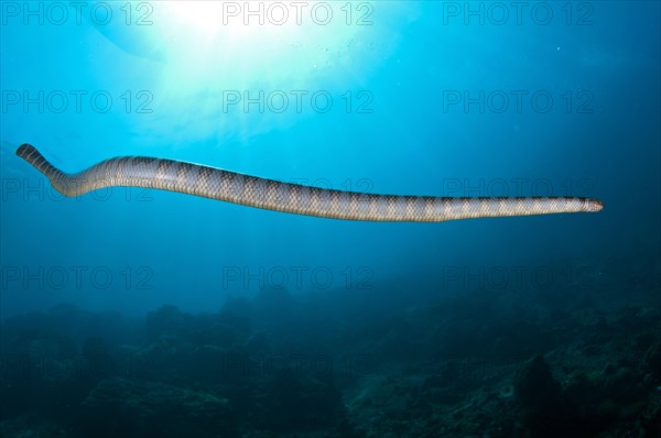 Banded Sea Krait (Laticauda colubrina)