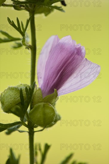 Musk Mallow (Malva moschata)