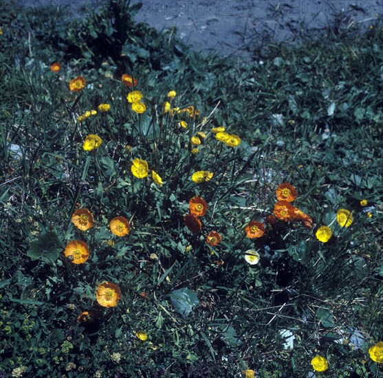 Mallow Tree (Lavatera arborea)