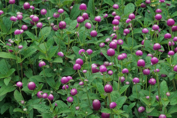 Globe Amaranth (Gomphrena globosa) 'Bicolor Rose'