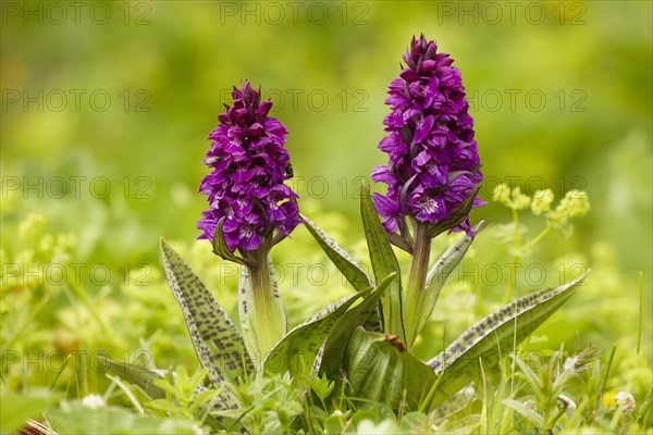 Southern Marsh Orchid (Dactylorhiza praetermissa)