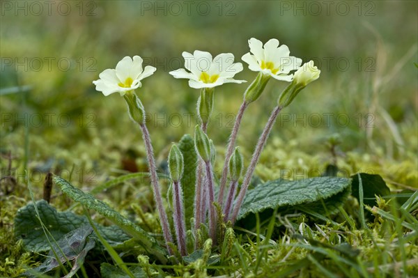 Common Primrose (Primula vulgaris)