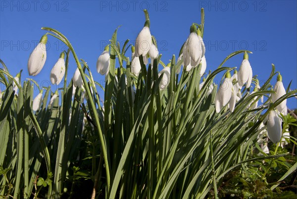 Snowdrop (Galanthus nivalis)