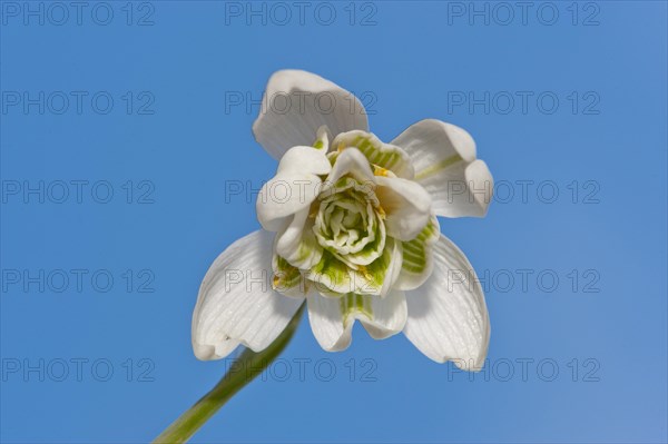 Snowdrop (Galanthus nivalis)