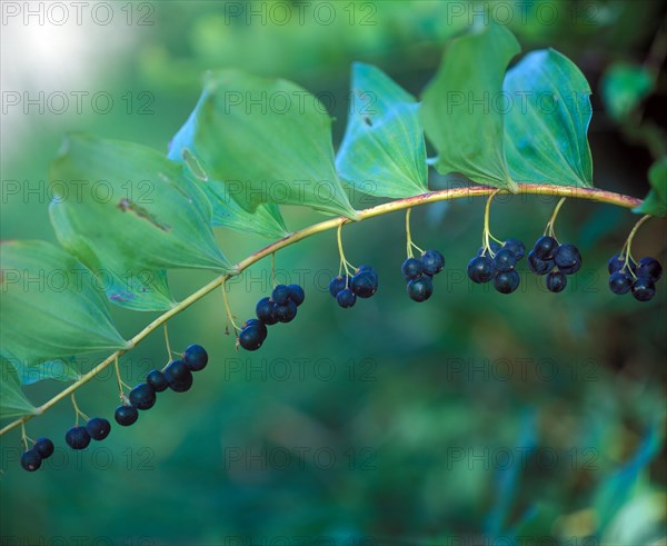 Solomon's Seal (Polygonatum multiflorum)