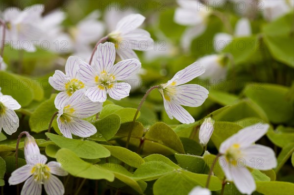 Wood Sorrel (Oxalis acetosella)