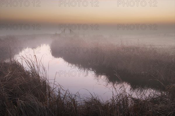 Great Reedmace (Typha latifolia)