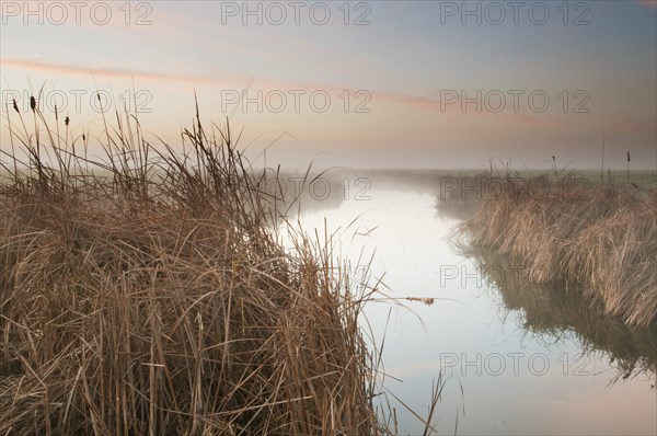 Great Reedmace (Typha latifolia)