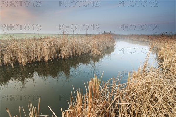 Great Reedmace (Typha latifolia)