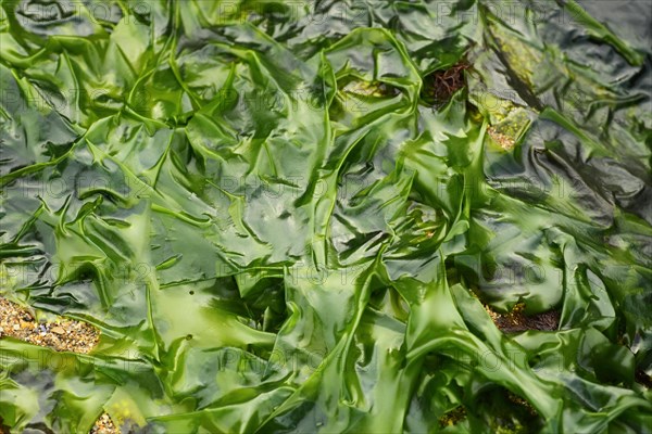 Sea Lettuce (Ulva lactuca)