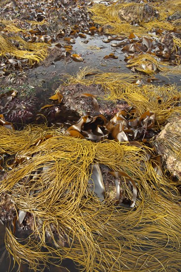 Sea-thong (Himanthalia elongata)