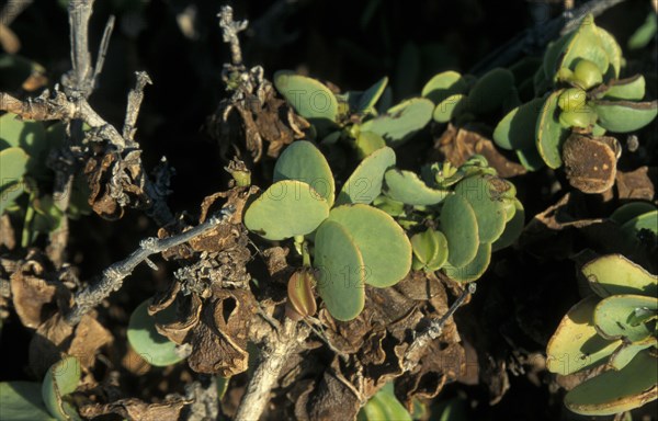 Dollar Bush (Zygophyllum stapffii)