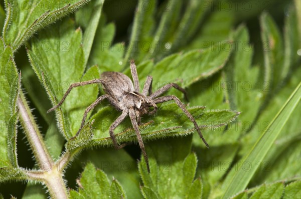 Nursery-web Spider (Pisaura mirabilis)