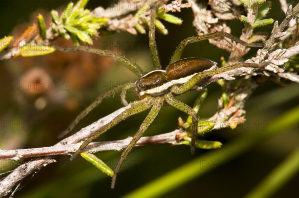 Raft Spider (Dolomedes fimbriatus)