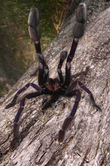 Earth Tiger (Cyriopagopus sp.)