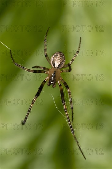 Silver-sided Sector Spider (Zygiella x-notata)