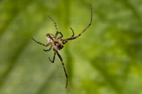 Silver-sided Sector Spider (Zygiella x-notata)