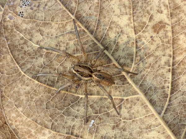 Dark Wolfspider (Lycosa godeffroyi)