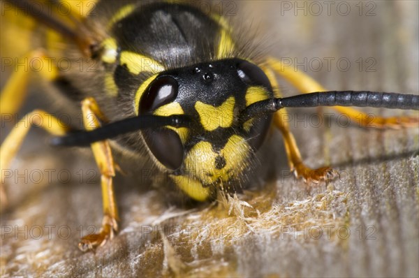 German Wasp (Vespula germanica)