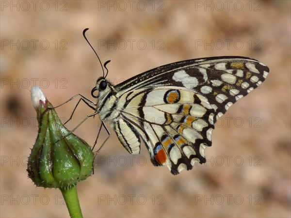 Chequered Swallowtail (Papilio demoleus)