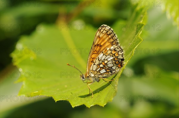 Heath Fritillary (Mellicta athalia)