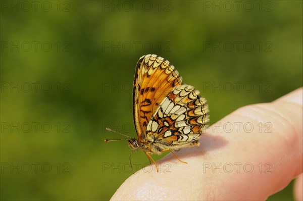 Heath Fritillary (Mellicta athalia)