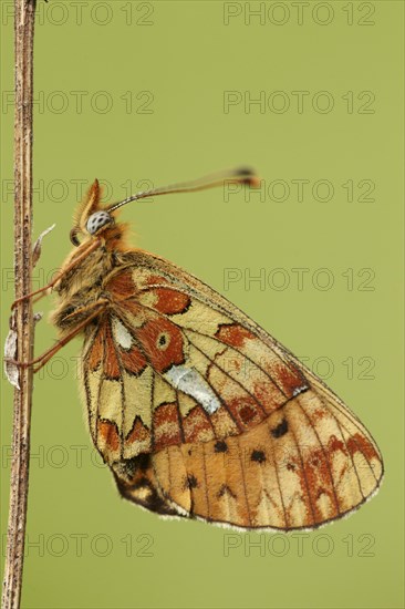 Pearl-bordered Fritillary (Boloria euphrosyne)