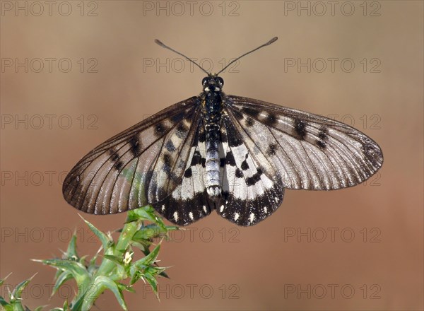 Glasswing (Acraea andromacha)