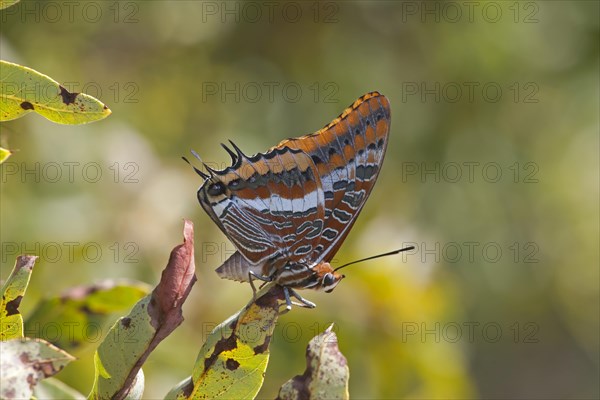 Two-tailed Pasha (Charaxes jasius)