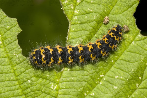 Emperor Moth (Saturnia pavonia)