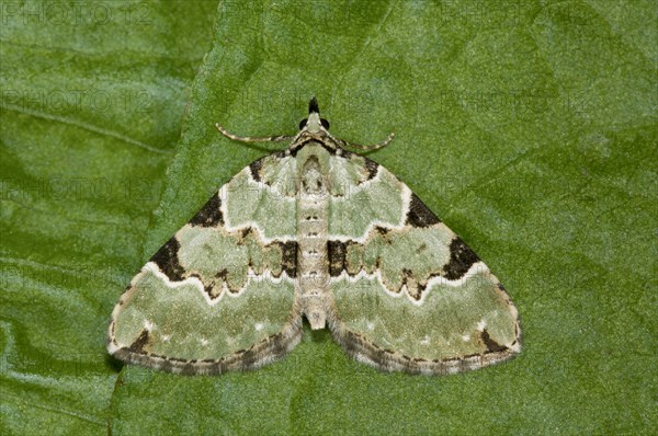 Green Carpet (Colostygia pectinataria)