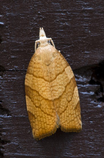 Chequered Fruit-tree Tortrix (Pandemis corylana)