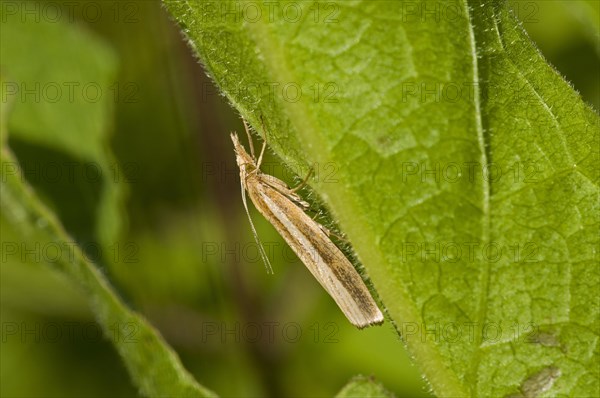 Common Grass-veneer (Agriphila tristella)