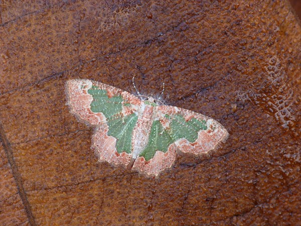 Looper Moth (Anisozyga aphrias)