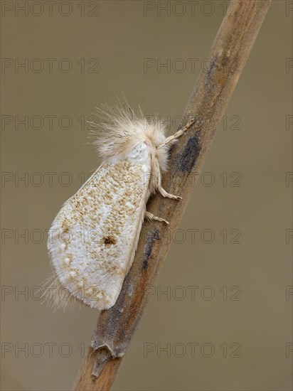 White Epicoma Moth (Epicoma argentata)