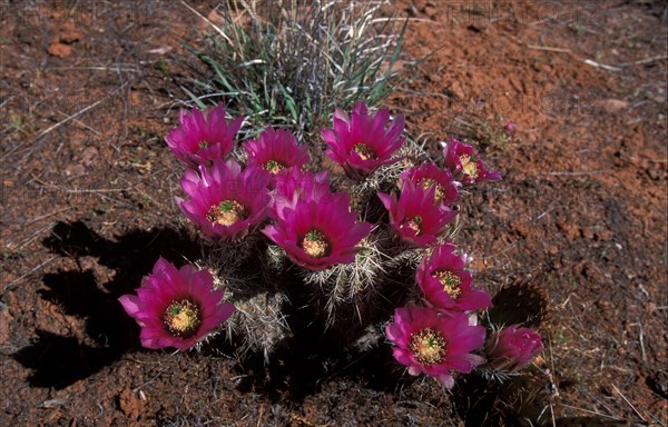 Strawberry Hedgehog Cactus (Echinocereus enneacanthus)