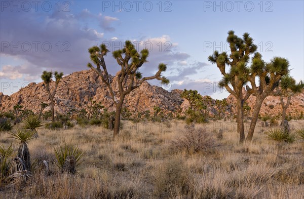 Joshua Tree (Yucca brevifolia)