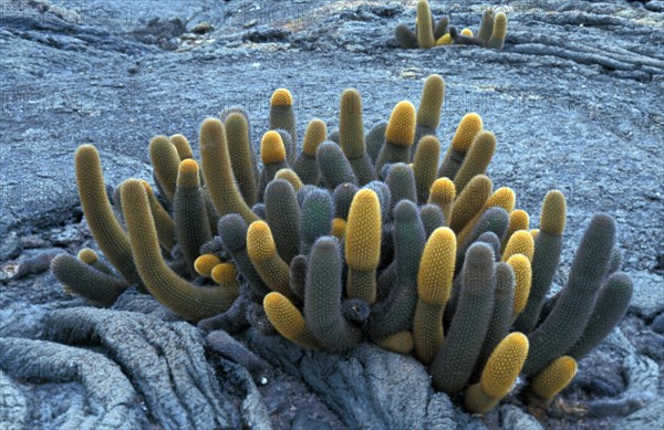 Lava Cactus (Brachycereus nesioticus)