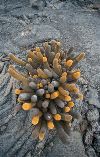 Lava Cactus (Brachycereus nesioticus)