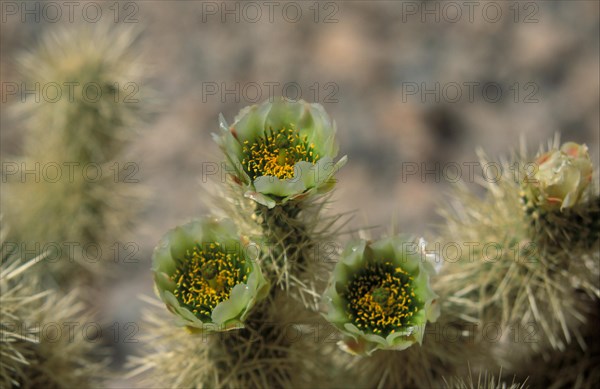 Teddybear Cholla (Opuntia bigelovii)