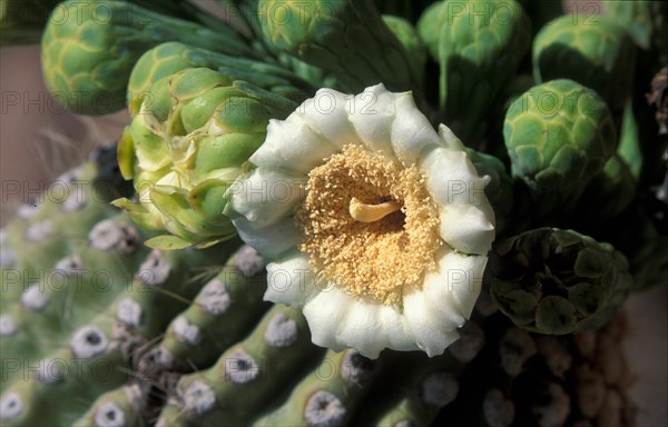 Saguaro (Carnegiea gigantea)