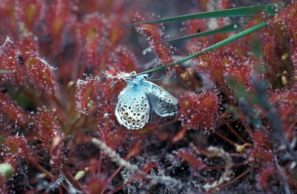 Sundew (Drosera rotundifolia)