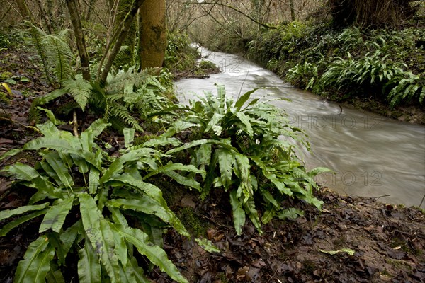 Hart's-tongue Fern (Phyllitis scolopendrium)