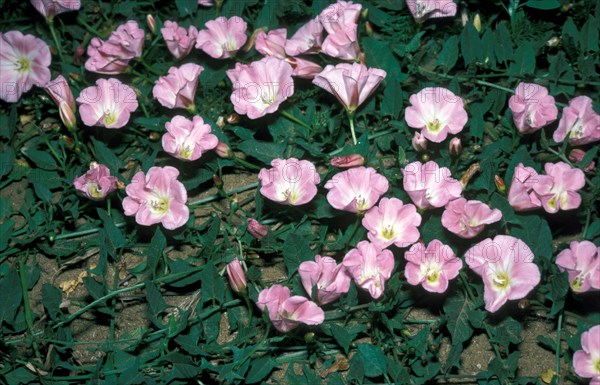 Seashore false bindweed (Calystegia soldanella)